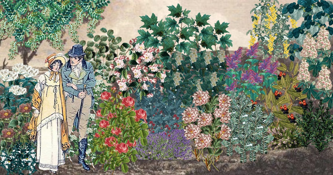 Regency Trees The Regency Shrubbery in Fine Weather – JASNA E. Washington and N ...